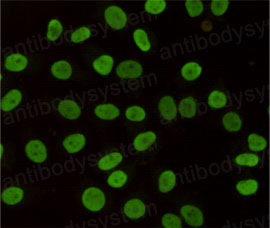 Anti-CBX3 Antibody (R3S23)