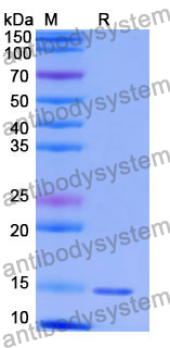 Anti-Human TRIM28 Nanobody (SAA1235)