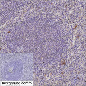 Anti-CD150/SLAMF1 Antibody (R3S28)