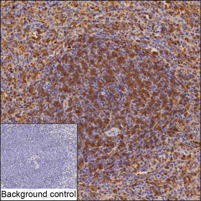 Anti-BIK Antibody (R3S34)