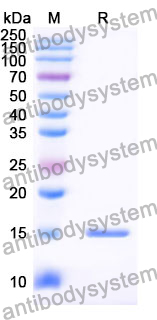 Anti-Human SP140 Nanobody (SAA0901)