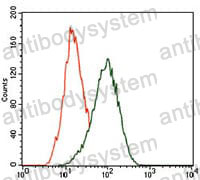 Anti-KLF1 Antibody (R3S38)