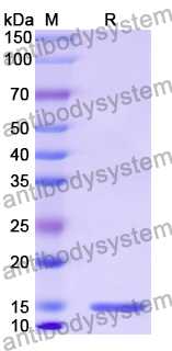 Anti-Human MSLN/Mesothelin Nanobody (SAA2050)