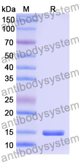 Anti-Human MSLN/Mesothelin Nanobody (YE-17)