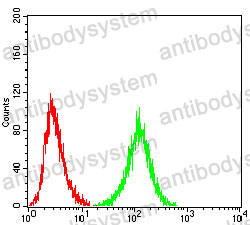 Anti-IKZF1 Antibody (R3S45)