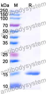 Anti-Human ADAM9 Nanobody (SAA1216)