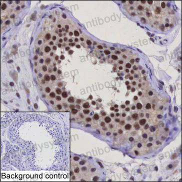 Anti-FKBP5 Antibody (R3S48)
