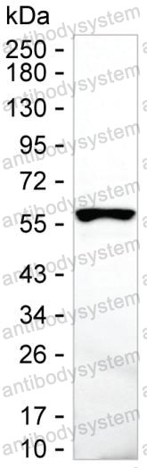 Anti-FKBP5 Antibody (R3S49)