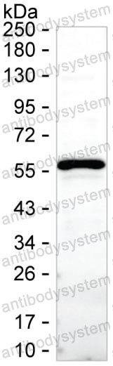 Anti-FKBP5 Antibody (R3S50)