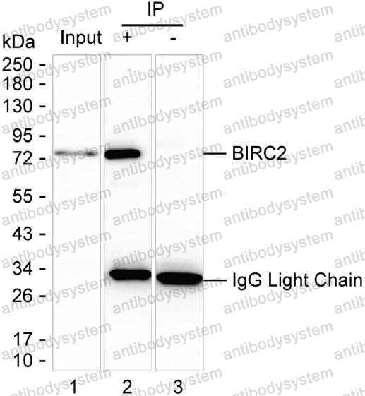 Anti-BIRC2 Antibody (R3S57)
