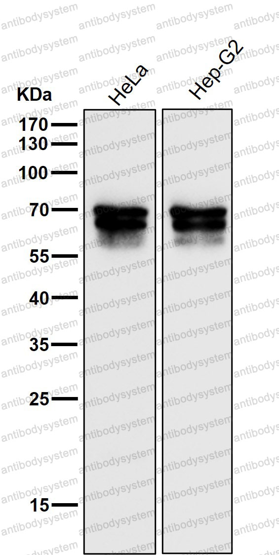 Anti-PICALM Antibody (R2E45)