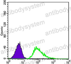 Anti-TUBB3/Beta Tubulin Antibody (R3S59)