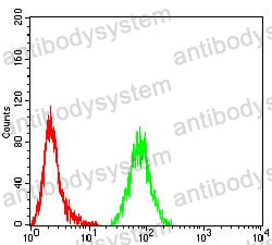 Anti-TUBB3/Beta Tubulin Antibody (R3S60)