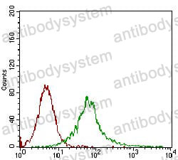 Anti-CAMK2G Antibody (R3S75)