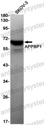 Anti-NAE1 Antibody (R2E60)