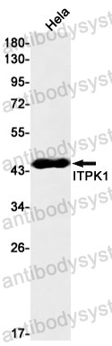 Anti-ITPK1 Antibody (R2E64)