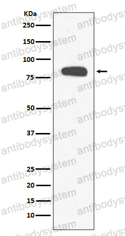 Anti-STIM1 Antibody (R2E70)