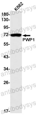 Anti-PWP1 Antibody (R2E75)