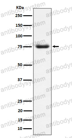 Anti-PWP1 Antibody (R2E74)