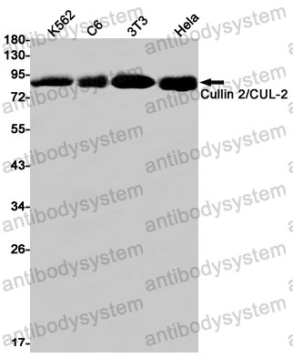 Anti-CUL2 Antibody (R2E79)