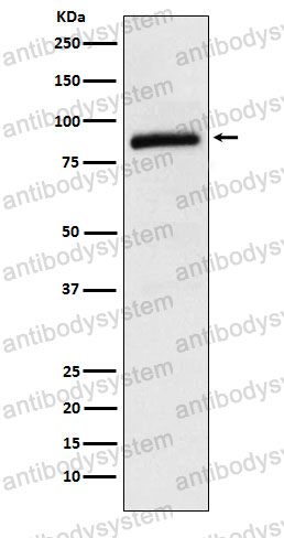 Anti-CUL2 Antibody (R2E78)