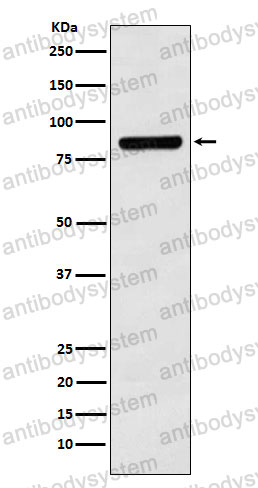Anti-CUL3 Antibody (R2E80)