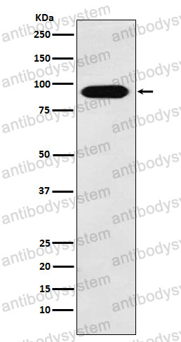 Anti-CUL4A Antibody (R2E82)
