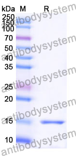 Anti-Human PTCH1 Nanobody (SAA1343)