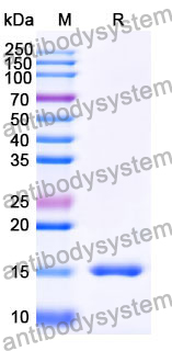 Anti-Human PTCH1 Nanobody (SAA1006)