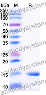 Anti-Human PTCH1 Nanobody (SAA1040)