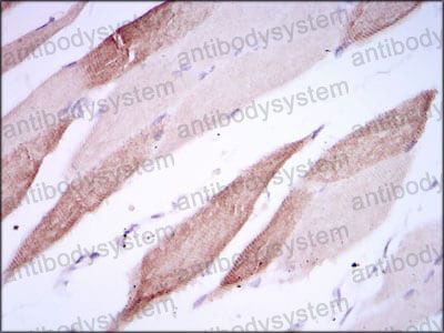 Anti-CD166/ALCAM Antibody (R3S88)
