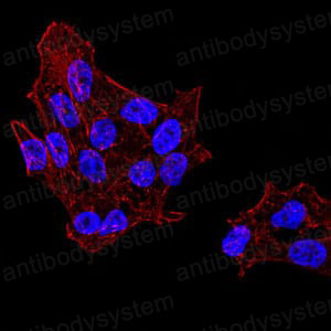 Anti-DDX39B/BAT1/UAP56 Antibody (R3S96)