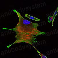 Anti-BMPR2 Antibody (R3S99)