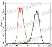 Anti-TUBB2A Antibody (R3T02)