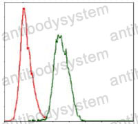 Anti-COTL1 Antibody (R3T07)