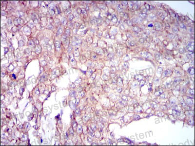 Anti-COTL1 Antibody (R3T06)