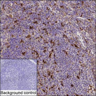Anti-IL18/IL1F4 Antibody (R3T11)