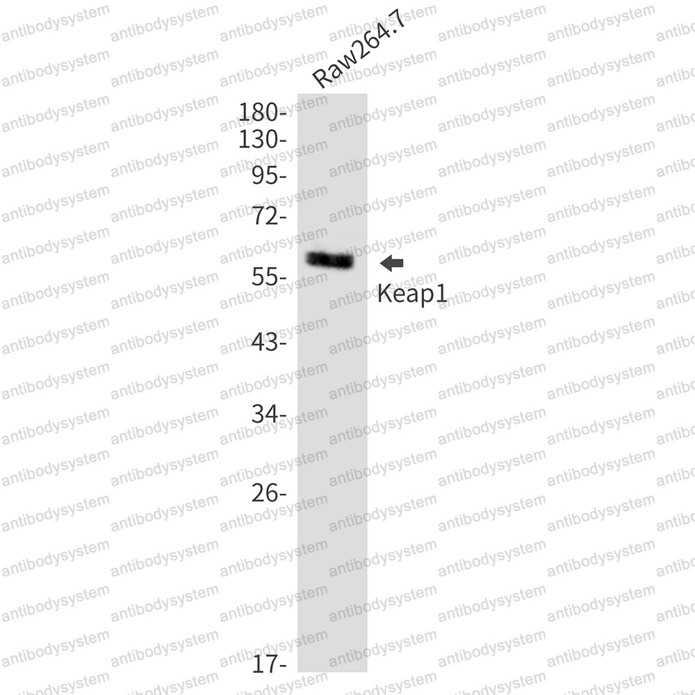 Western blot for Anti-KEAP1 Antibody (R2F23) ?>