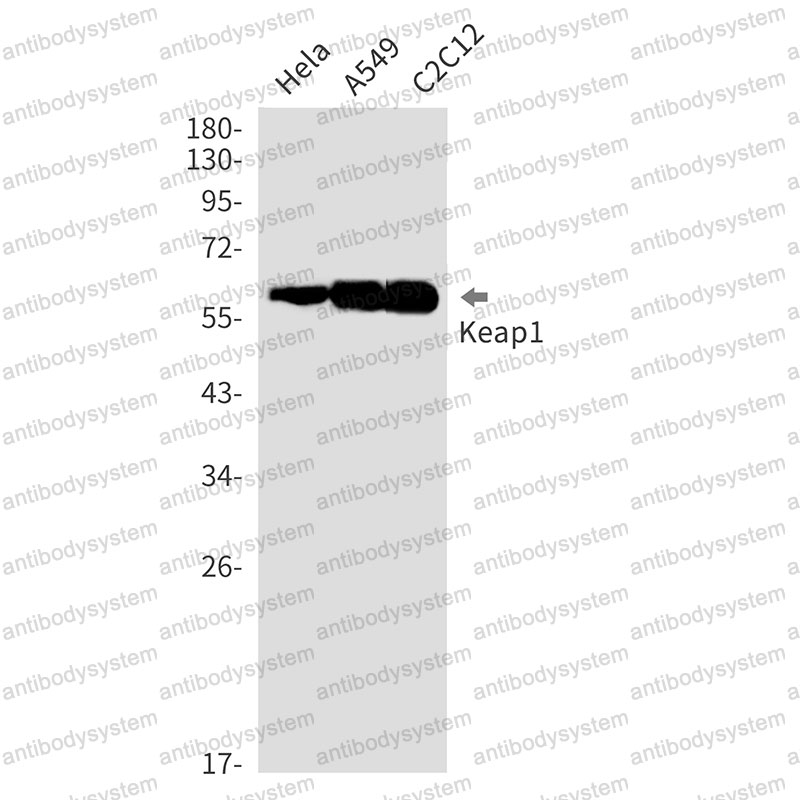 Western blot for Anti-KEAP1 Antibody (R2F23) ?>