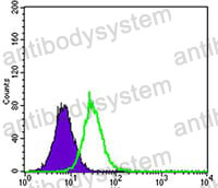 Anti-KEAP1 Antibody (R3T13)