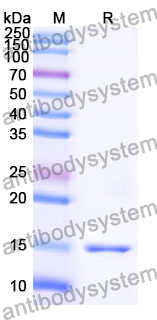 Anti-Human CRMP1 Nanobody (SAA1228)