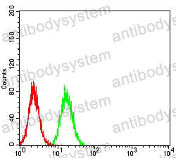 Anti-TRIM25 Antibody (R3T19)