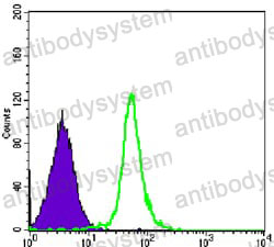 Anti-SMC1 Antibody (R3T29)