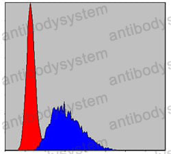 Anti-CASP8 Antibody (R3T33)