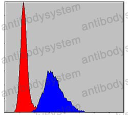Anti-KIF22 Antibody (R3T36)