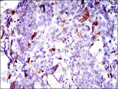 Anti-GPNMB Antibody (R3T41)