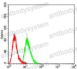 Anti-WTAP Antibody (R3T43)