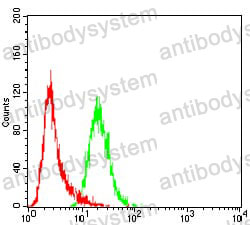 Anti-WTAP Antibody (R3T42)