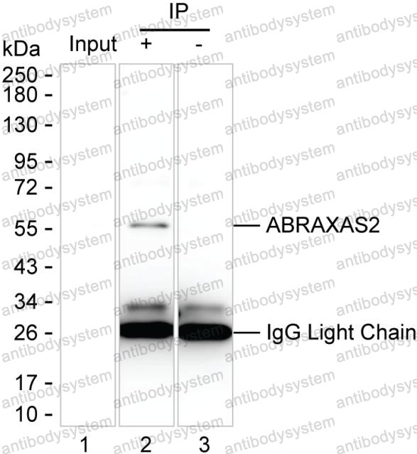 Anti-ABRAXAS2 Antibody (R3T45)