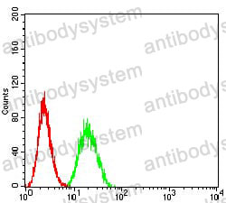 Anti-SUZ12 Antibody (R3T48)